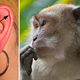 Image for article titled 10 Vestigial Traits You Didn't Know You Had